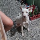 한마트 | 모알보알 현지 맛집 "로컬 필리피노 비비큐 스톨" 츄나스꼬치보다 맛남