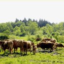 방목목장 이미지