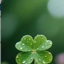 네잎클로버 이미지