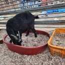 약성흑염소농장 이미지