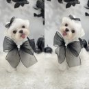 하떼하떼 이미지