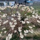 연분홍민박 이미지