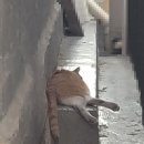 츄르츄르