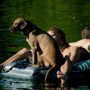 펫택시펫카 이미지