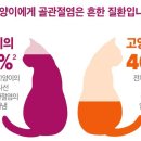 도곡치유동물병원 이미지