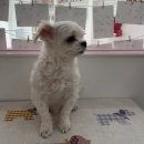 부티뽀샤 이미지