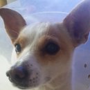 피피푸푸 이미지