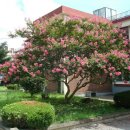 풍양중학교 이미지