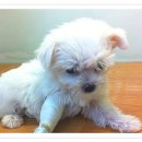 애경동물병원 이미지