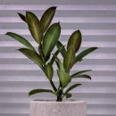 한숲농장 이미지