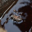 하늘소 농장 이미지