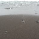 효돈동-2 이미지