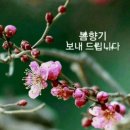 봄인사 /이해인 이미지