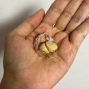 대월 | 술안주 추천 '대월푸드시스' 무조미 오징어 스틱 후기🦑