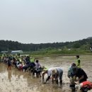 수원시 칠보생태환경체험교육관, 시민과 함께하는 전통 모내기 체험 행사