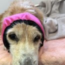 오늘도 뽀송하개 이미지