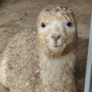 경환농장 | 달홈일상(2.15-17)