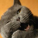 강한우리동물병원 이미지