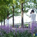 군청 메타세콰이어길 이미지