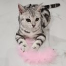 미뇽 캣 이미지