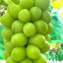 원씨네농장 이미지