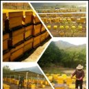 대월농장 이미지