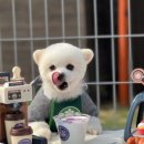 스퀘어독스 펫 이미지