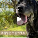 멍꿀잠 이미지