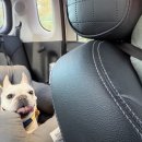 미용하개 이미지