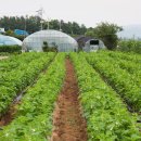 텃밭가든 이미지