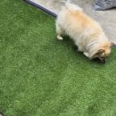 미도주택 | 강아지를 위한 마당에 셀프 인조잔디 미도플러스 인조잔디매트 시공 후기