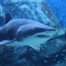 아쿠아리움 이미지