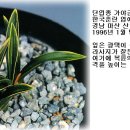 가야금 (B) 이미지