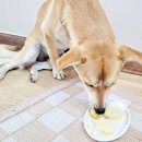 멍멍님수라상 이미지