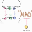 MAO 억제제 (MAOI) 도파민, 세로토닌, 노르에피네프린 증가/감소/ 부작용 이미지