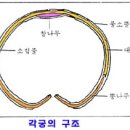 각궁 Daum카페