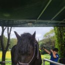 탑(TOP) 승마클럽 이미지