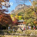 백양사 | 장성 백양사 단풍 축제 2025 실시간 후기 주차장팁 포토존