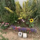 아덴+(Aden+) 이미지