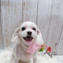 다온오리 이미지