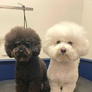 올리스 아시아드점 이미지