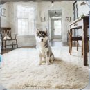 (주)멕시카나(영천지점) | 영천 폼스키 분양 직접 겪어본 준비부터 입주까지의 모든 과정