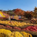 임실 치즈파크 국화축제 풍경 ＜전라북도 임실군＞ 22/11/04 이미지