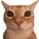 바라