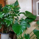 도봉-도봉-서울도봉-2141 이미지