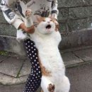 나만고양이없어 이미지