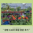드보라화원