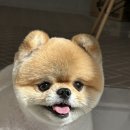 해피펫살롱 이미지