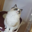 고양이분양은 노블캣 랙돌놀숲분양캐터리 대전점 이미지