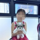 인천강아지분양 테디럽 이미지